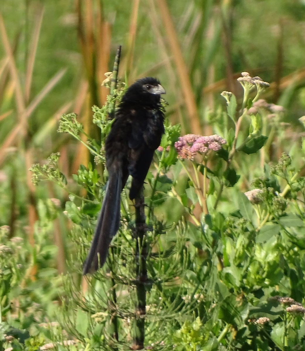 Groove-billed Ani - ML80885211