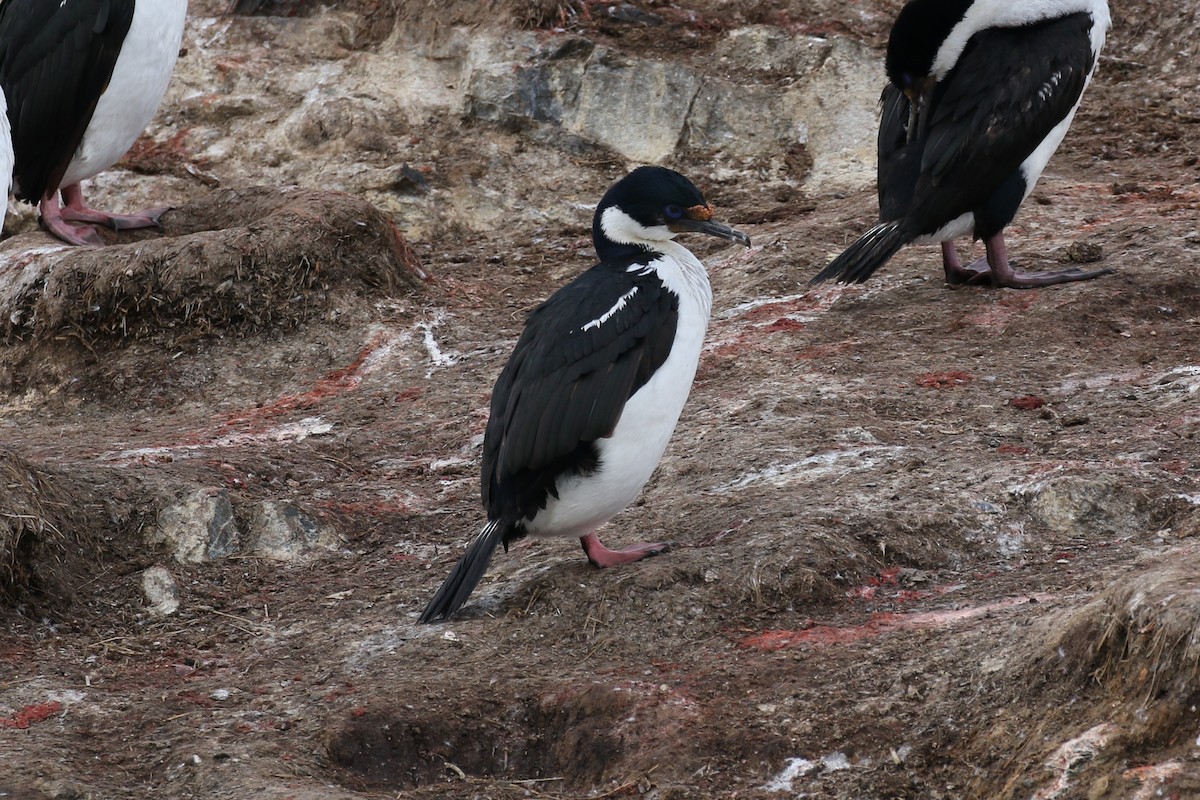 Imperial Cormorant - ML80885831