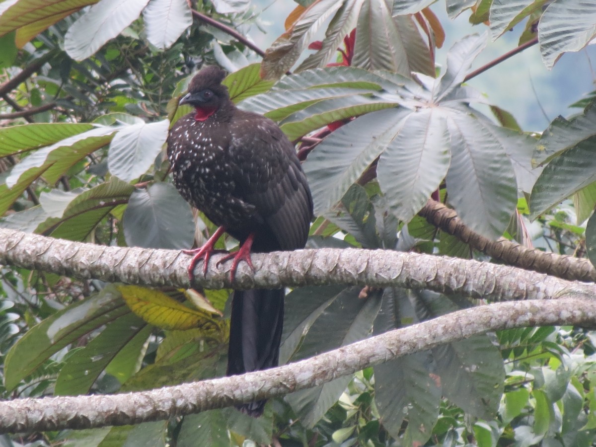 Crested Guan - ML80885931