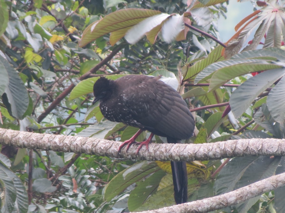 Crested Guan - ML80885991