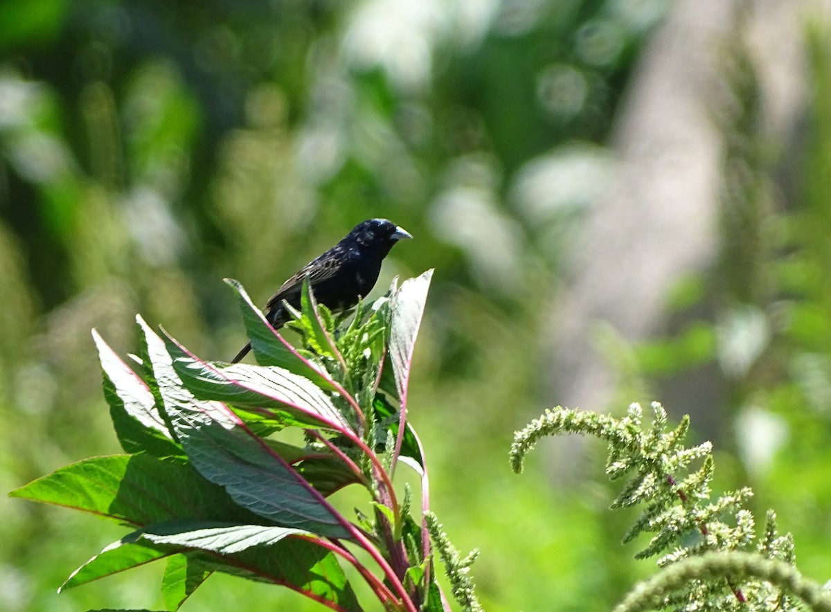 Blue-black Grassquit - ML80886081