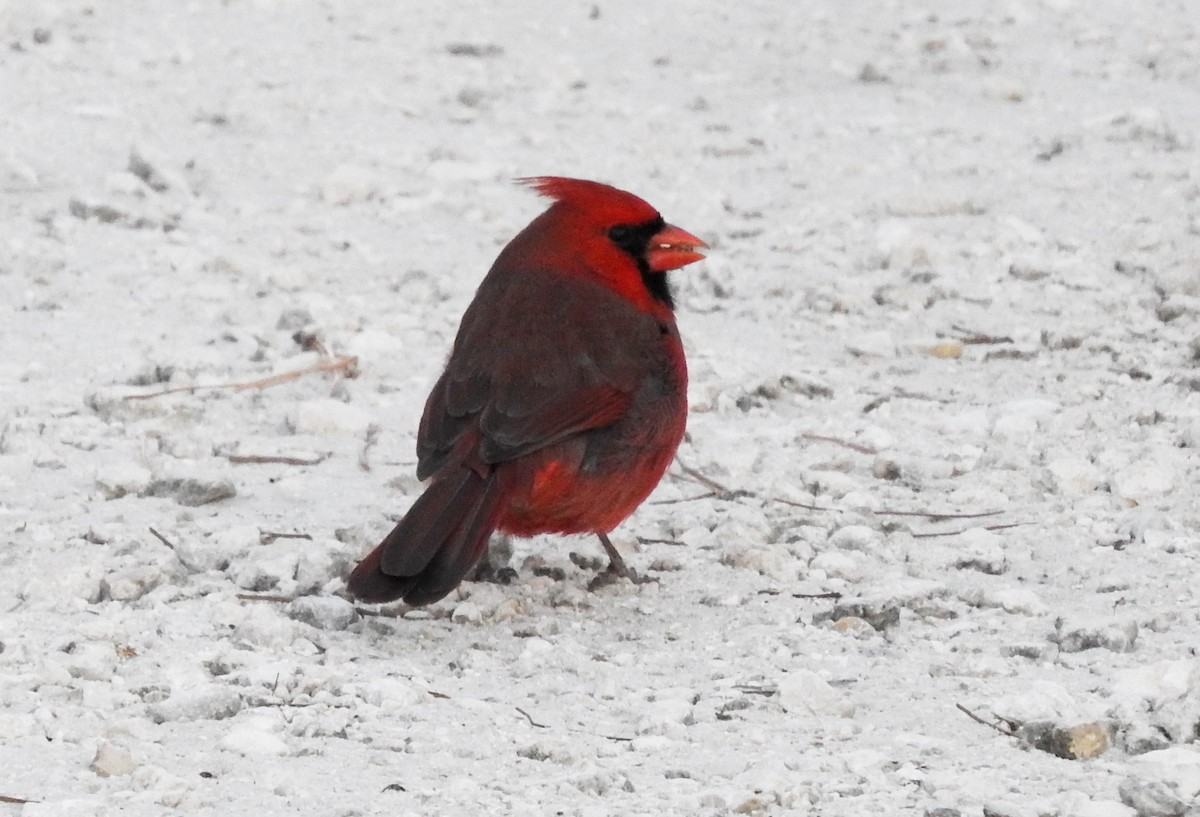 Northern Cardinal - ML80886241