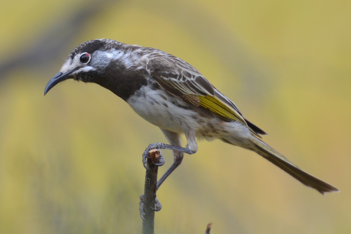 White-fronted Honeyeater - Dirk Tomsa