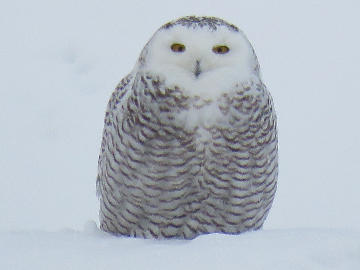Snowy Owl - Mary Trombley