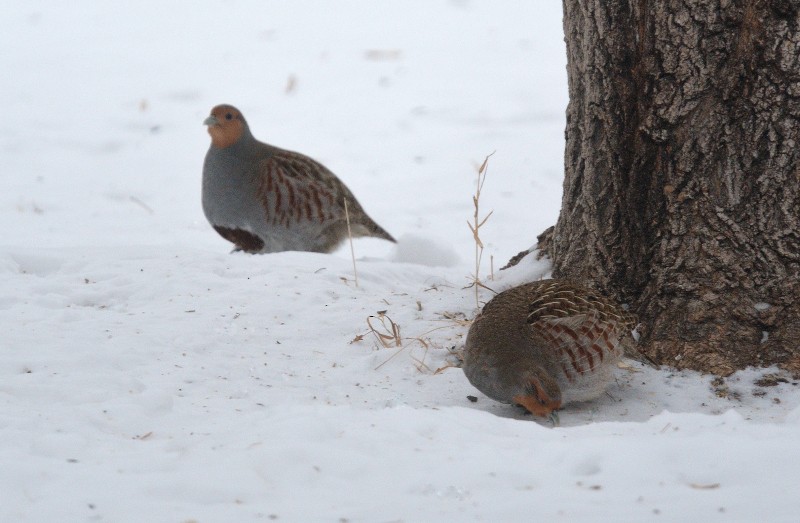 Gray Partridge - ML80889261