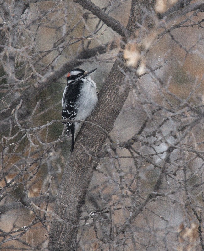 Hairy Woodpecker - ML80889361