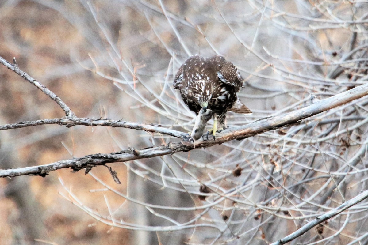 Red-tailed Hawk - ML80891491