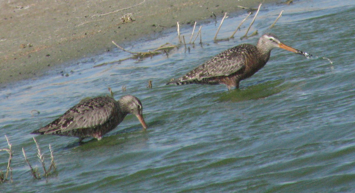 Hudsonian Godwit - ML80893051