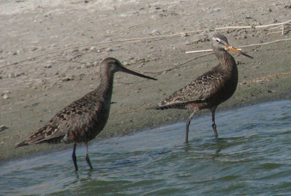 Hudsonian Godwit - ML80893061