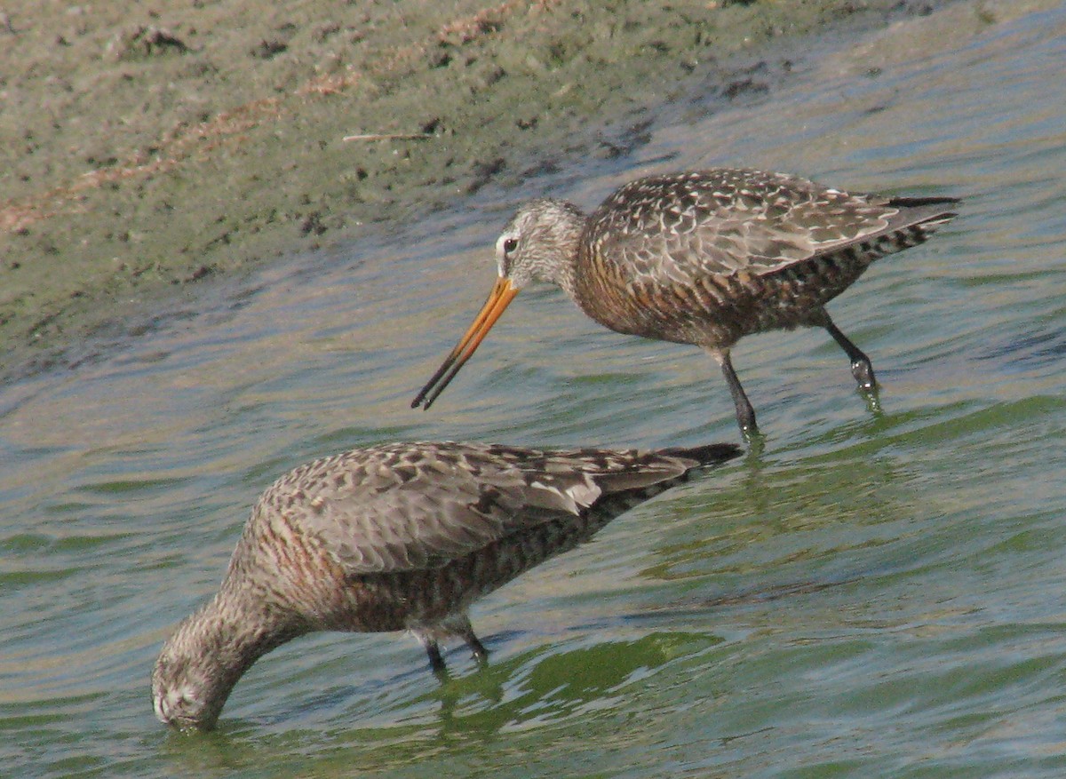 Hudsonian Godwit - ML80893071