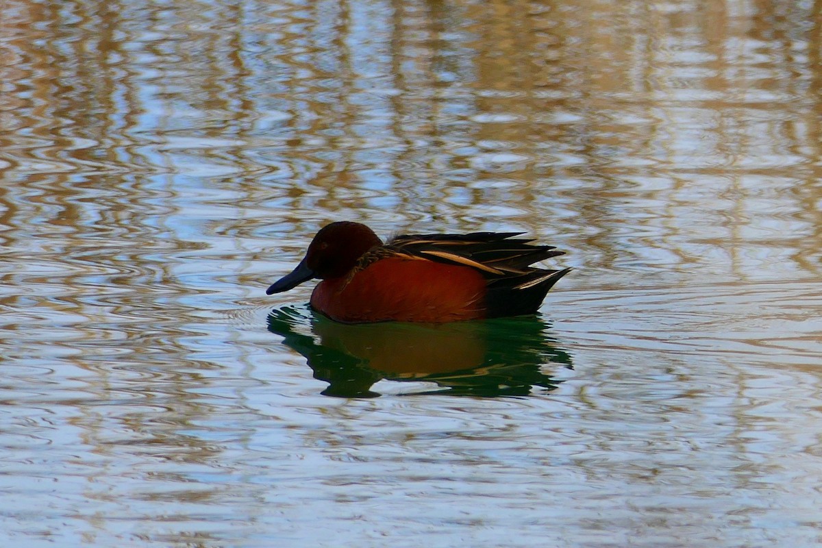 Cinnamon Teal - ML80896141