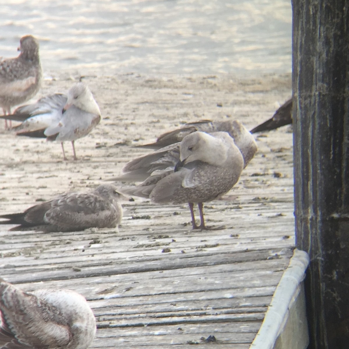 Glaucous-winged Gull - ML80896391