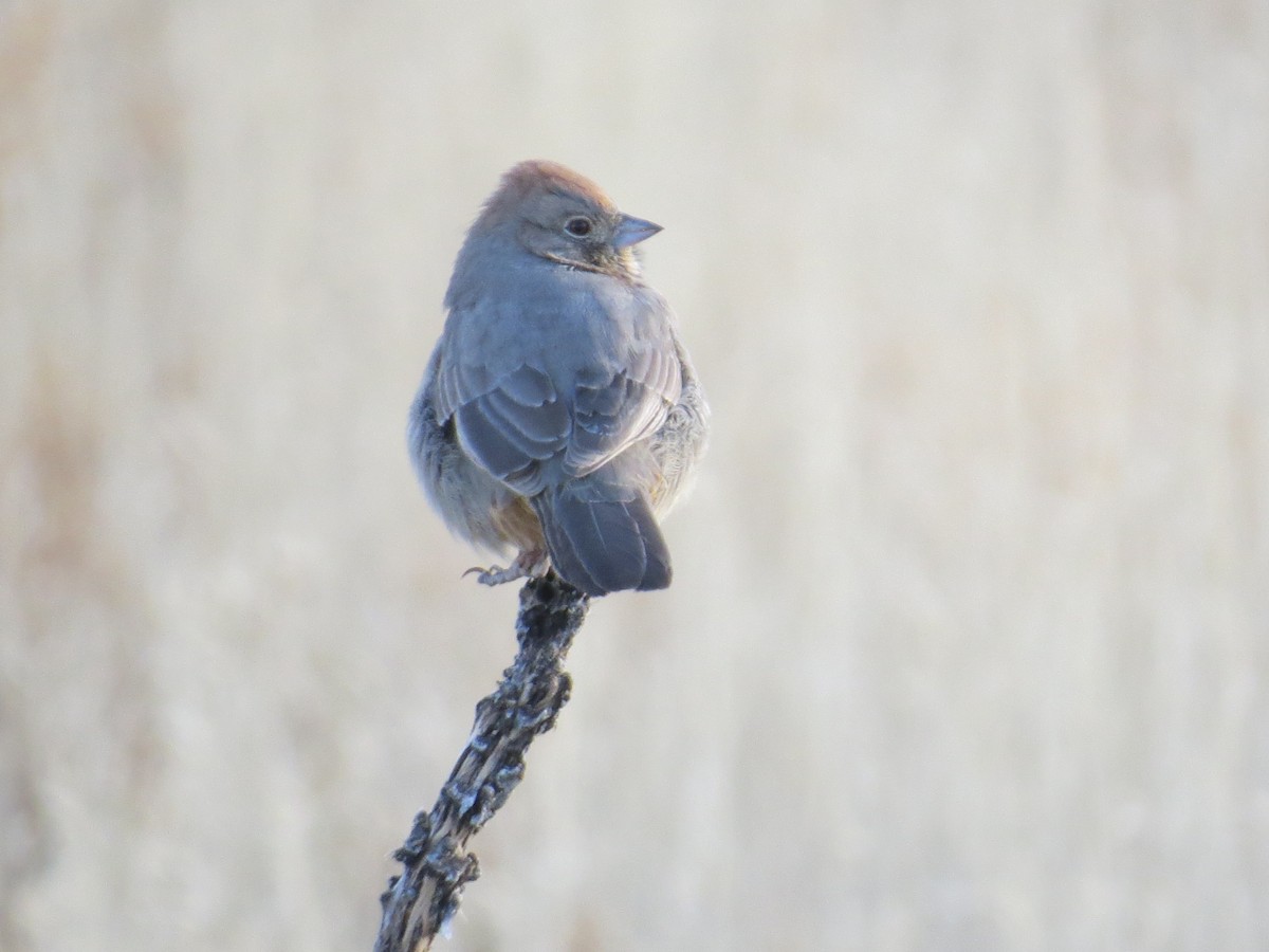 Canyon Towhee - ML80900071