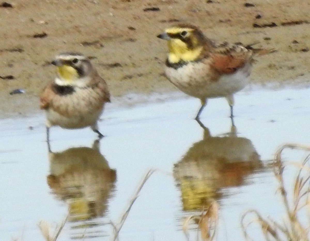 Horned Lark - lynda fenneman