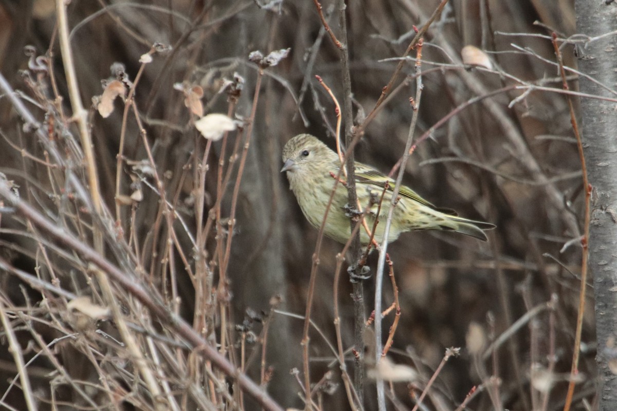 Pine Siskin - ML80901401