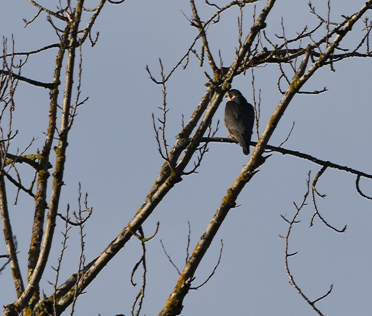 Peregrine Falcon - ML80901491