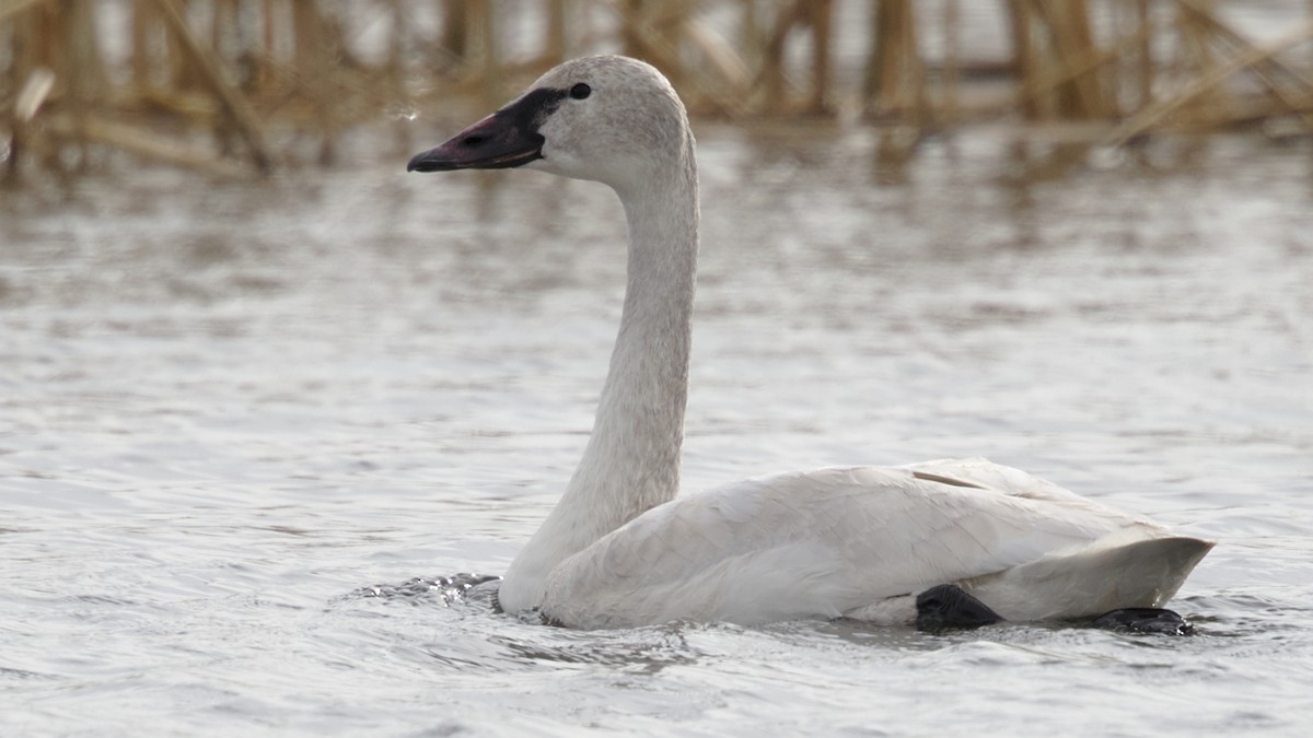 Tundra Swan - ML80901741