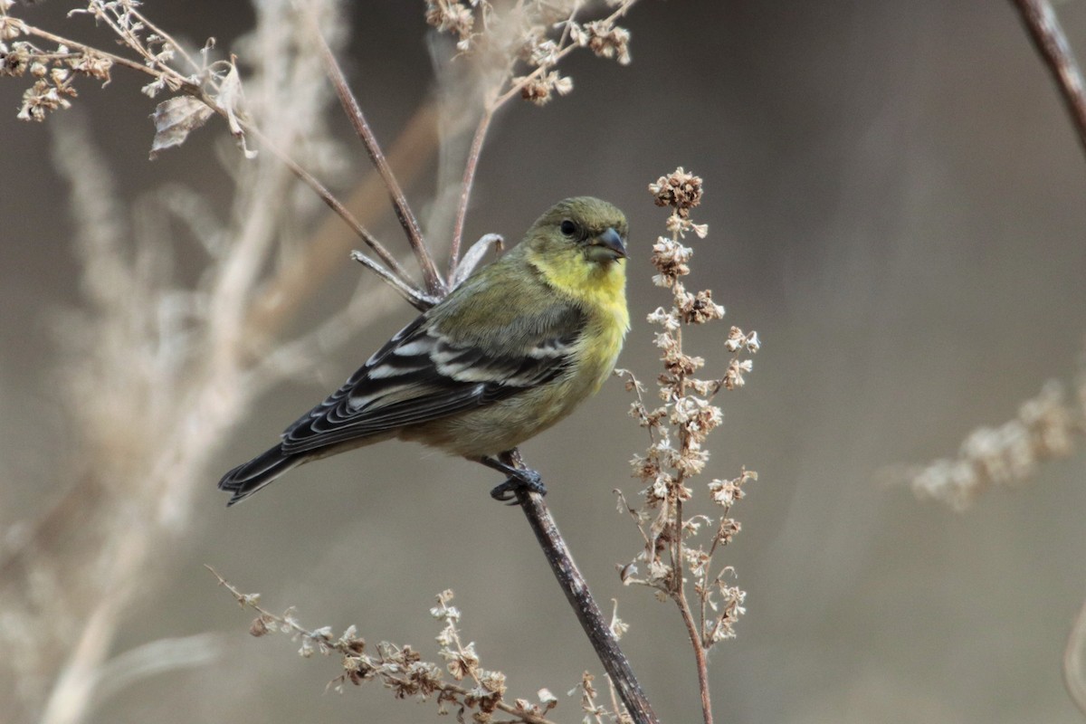 Lesser Goldfinch - John Bruder