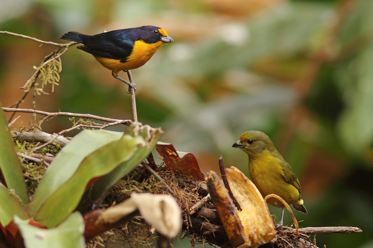 Violaceous Euphonia - Martjan Lammertink