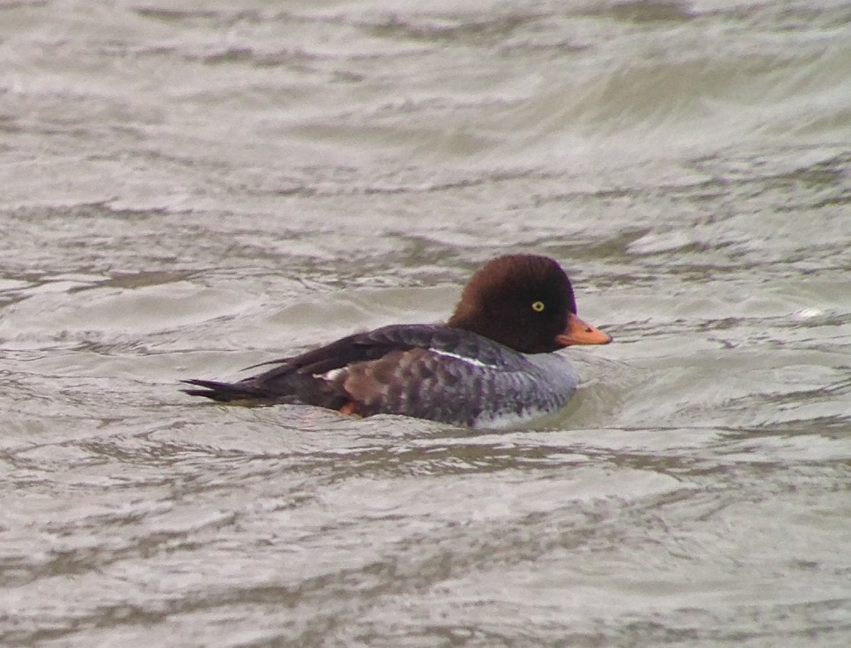 Barrow's Goldeneye - ML80905141