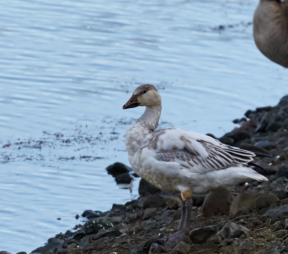 Snow Goose - ML80912281