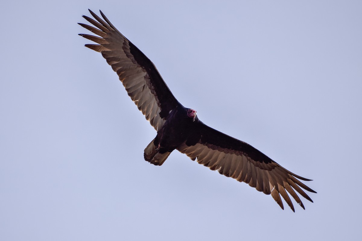 Turkey Vulture - Max Leibowitz