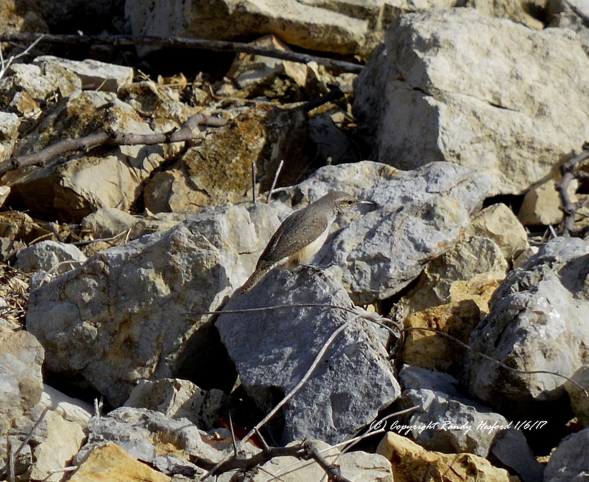 Rock Wren - ML80914281