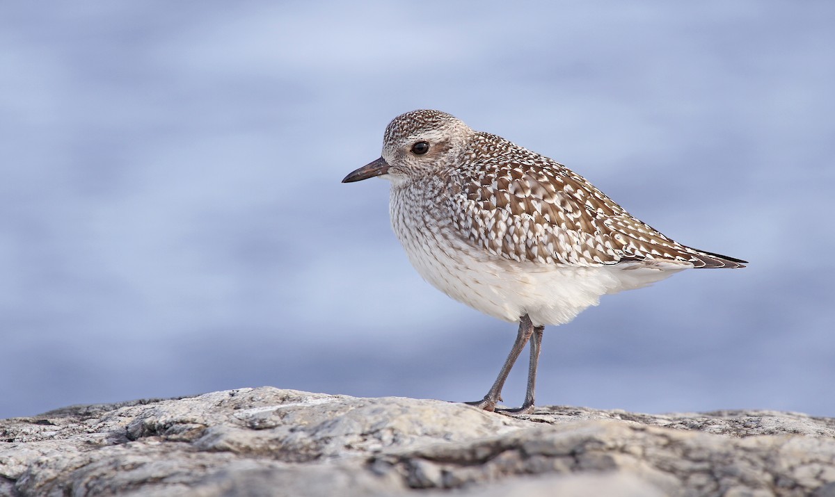 Black-bellied Plover - ML80915101