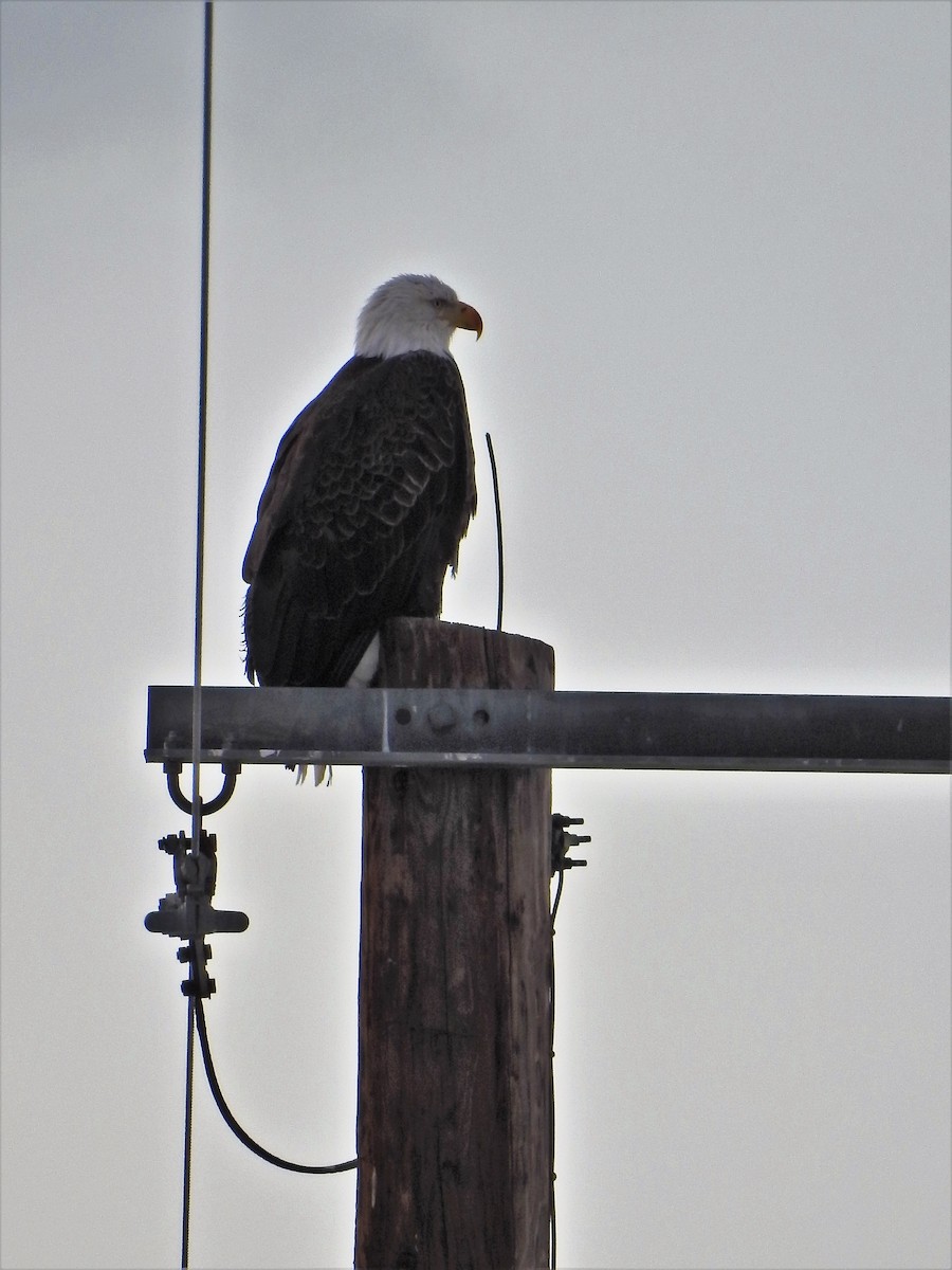 Bald Eagle - ML80916141