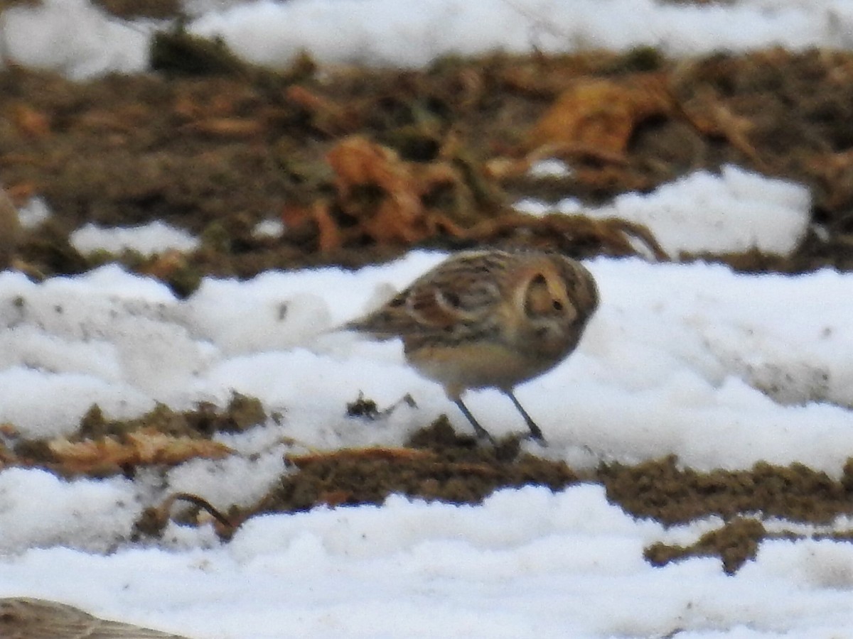 Lapland Longspur - ML80916201