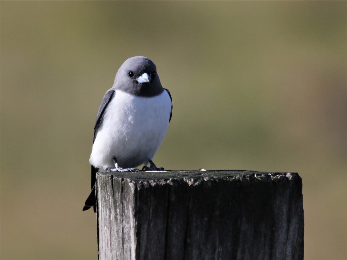 White-breasted Woodswallow - Deborah Metters