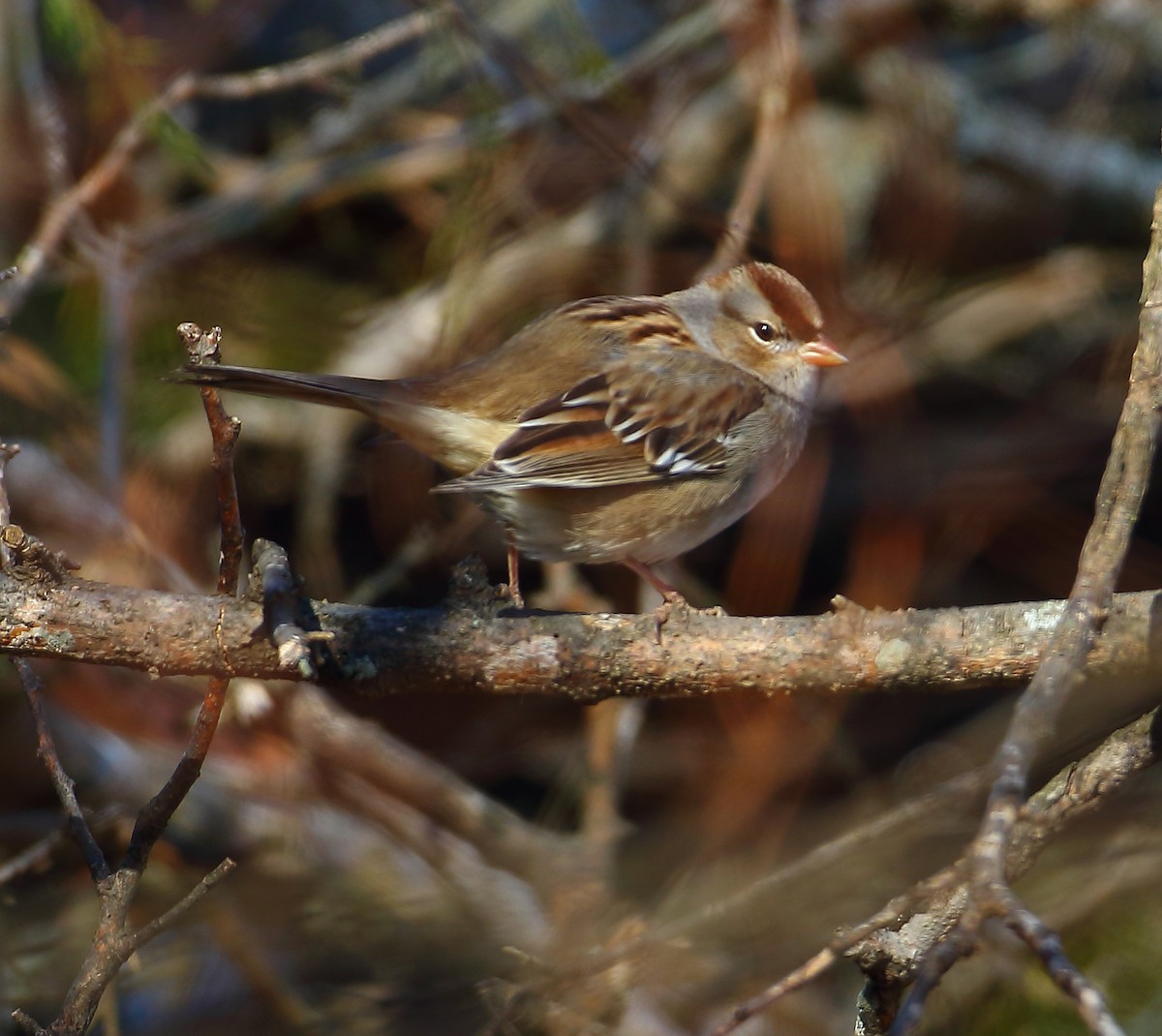 White-crowned Sparrow - Bala Chennupati
