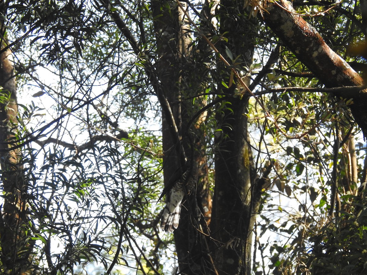 Large Hawk-Cuckoo - ML80922221