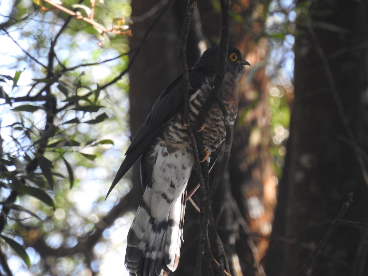 Large Hawk-Cuckoo - ML80922271