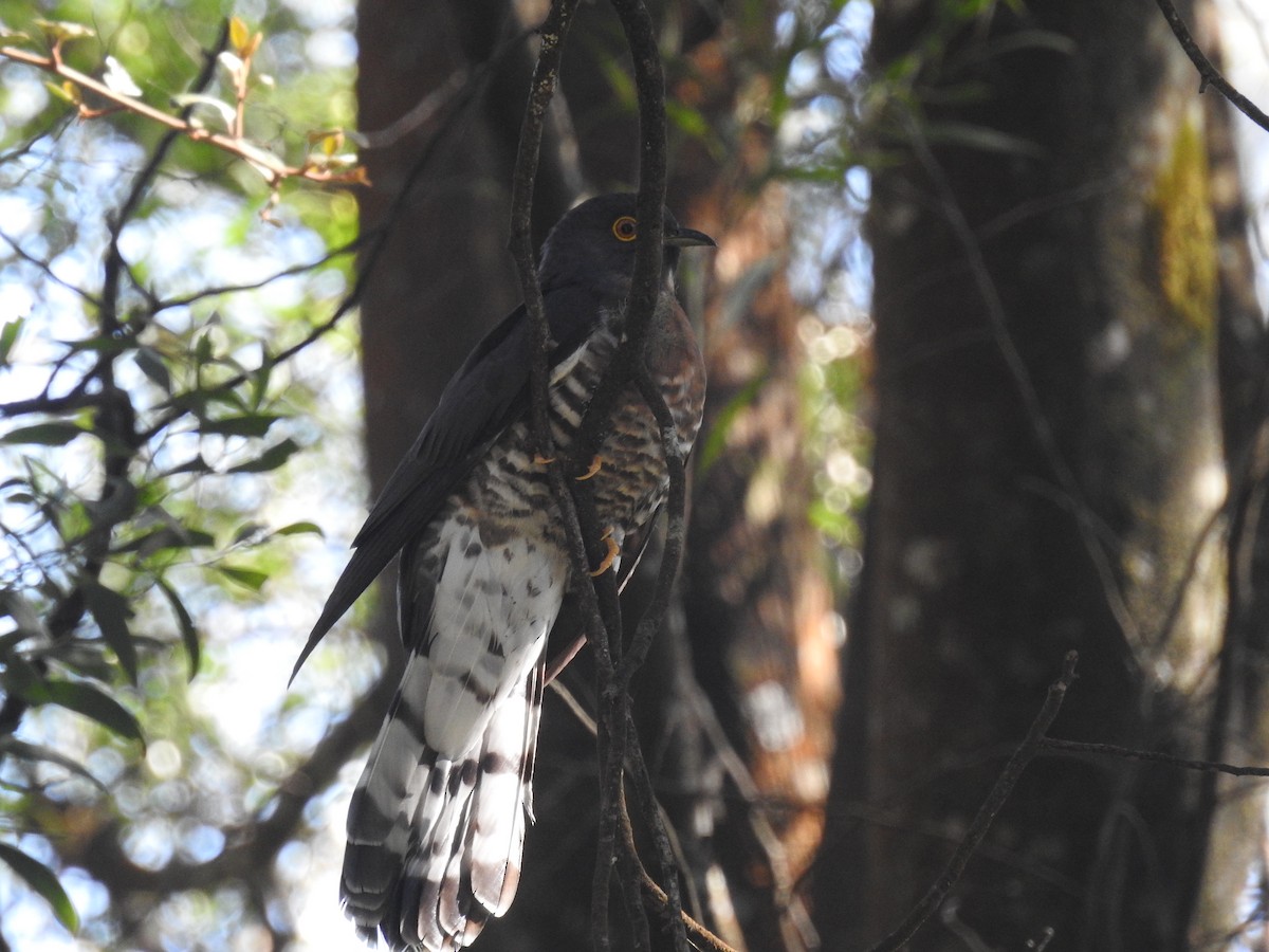 Large Hawk-Cuckoo - ML80922291