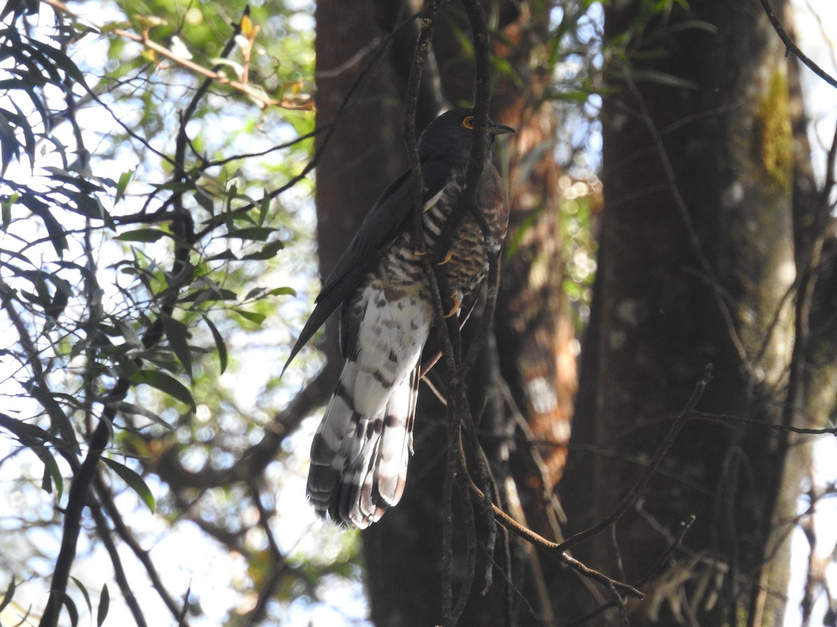 Large Hawk-Cuckoo - ML80922301