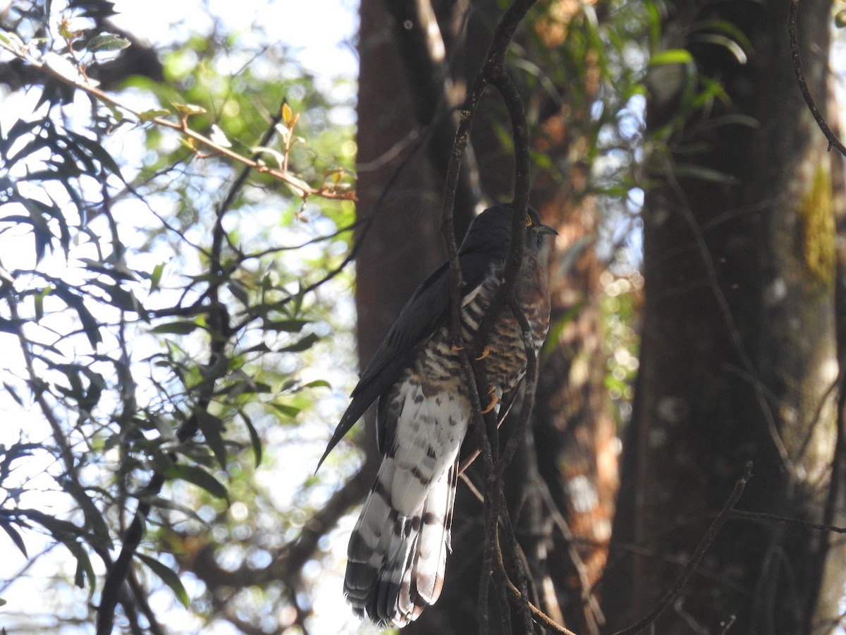 Large Hawk-Cuckoo - ML80922341