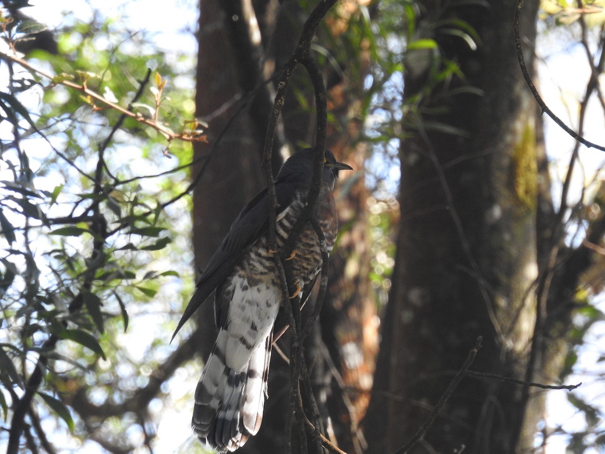 Large Hawk-Cuckoo - ML80922361