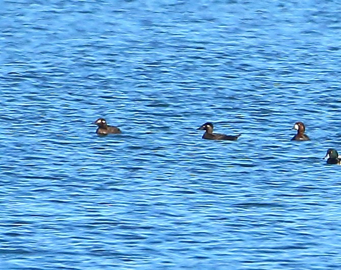Surf Scoter - ML80922531