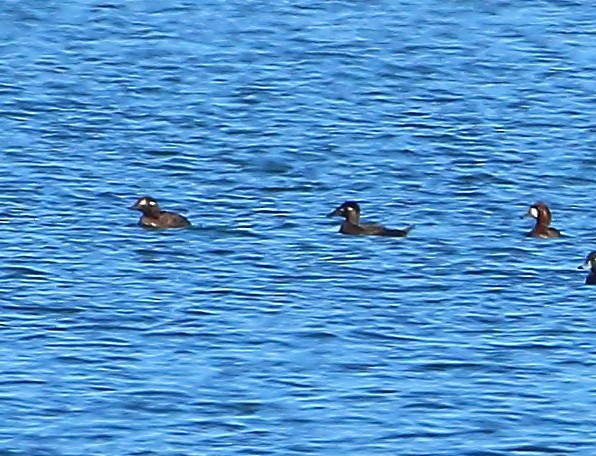 Surf Scoter - ML80922571