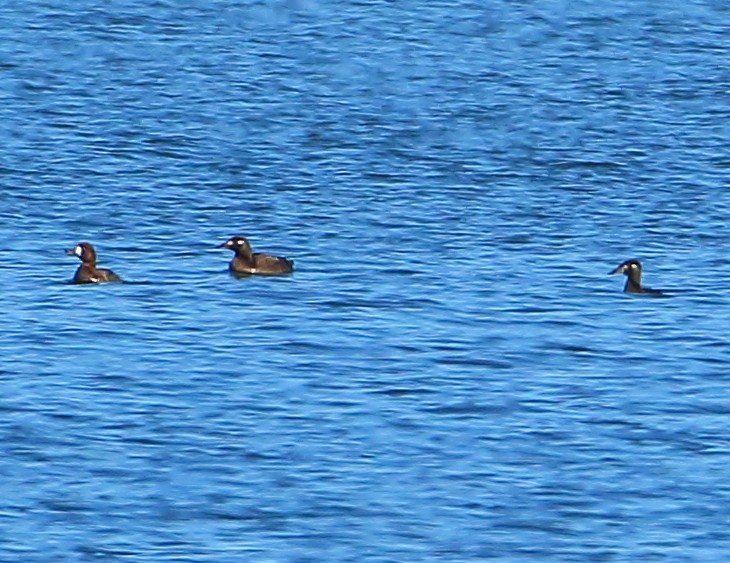 Surf Scoter - ML80922611