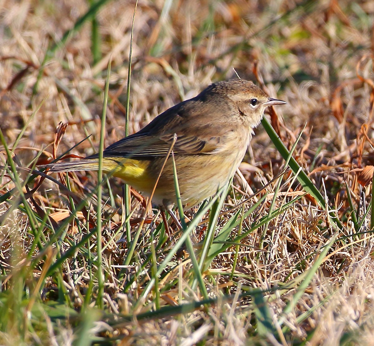 Palm Warbler (Western) - ML80922791