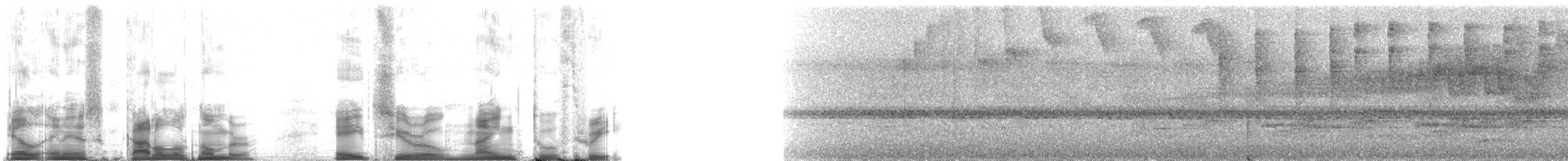 Üç Şeritli Ötleğen (auricularis) - ML80923