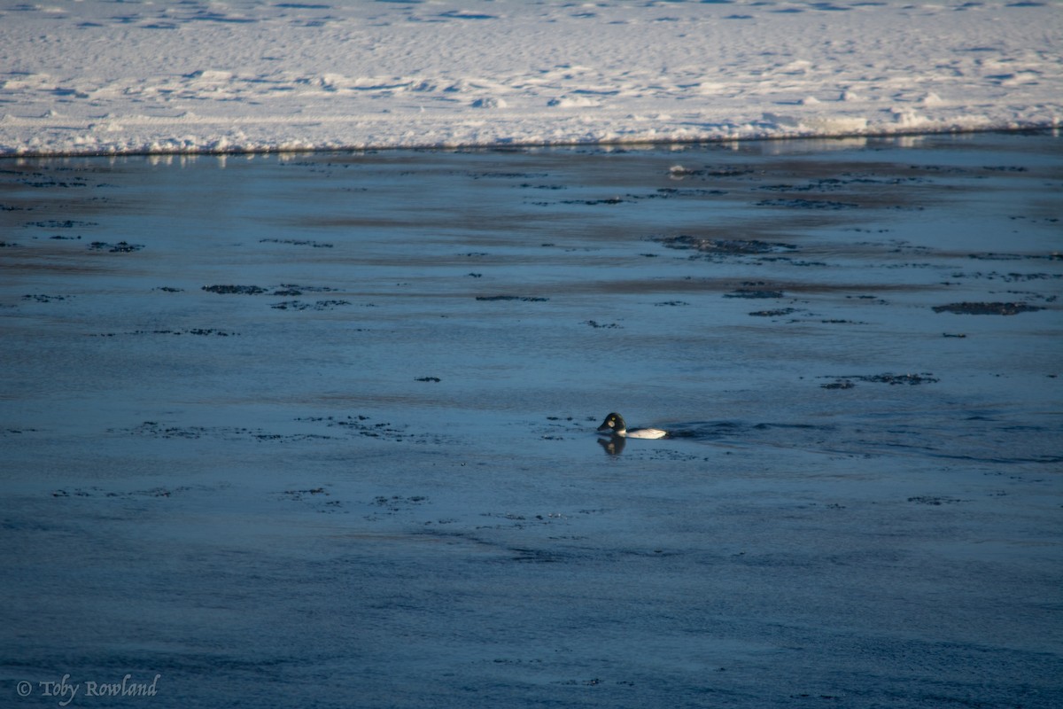 Common Goldeneye - ML80923231