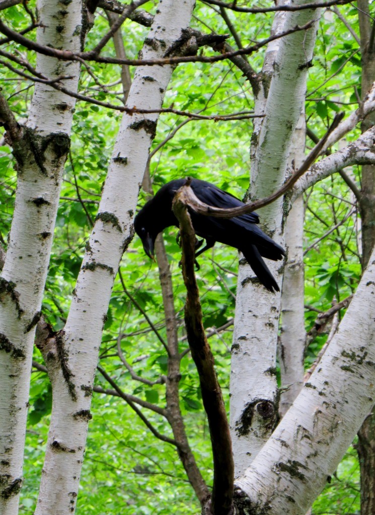 Carrion Crow - Eric Haskell