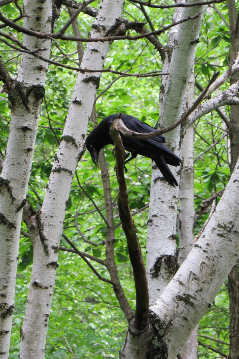 Carrion Crow - Eric Haskell