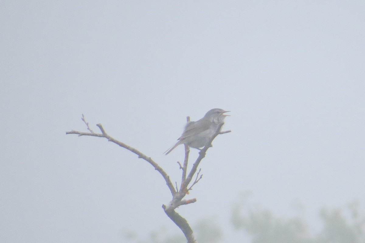 Japanese Bush Warbler - ML80925161