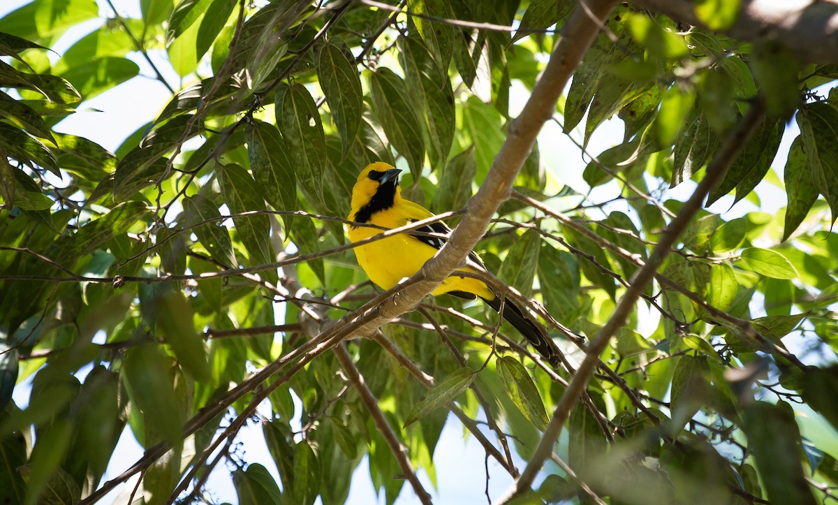 Yellow Oriole - ML80925441