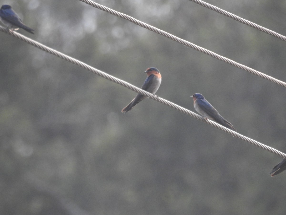 Golondrina de Cabaña - ML80925561