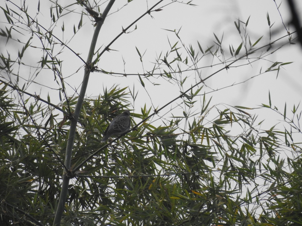 Oriental Turtle-Dove - ML80925661